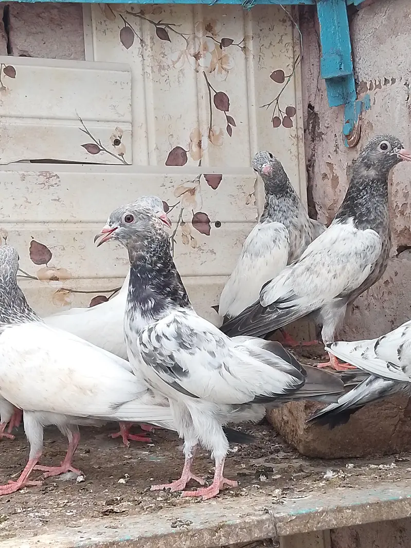 25 bachy for sale parents are attached — photo 6