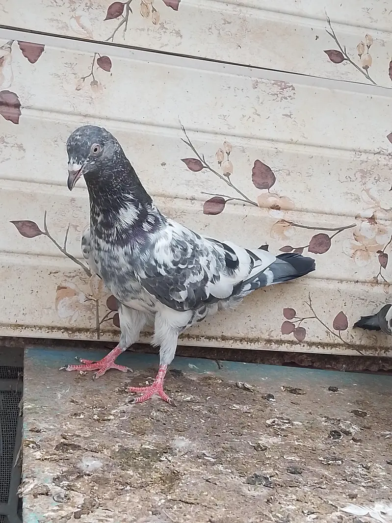25 bachy for sale parents are attached — photo 8