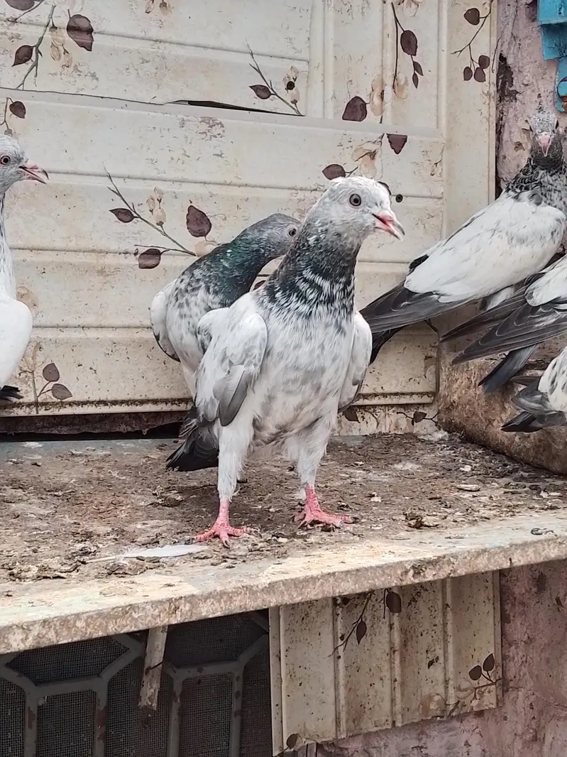 25 bachy for sale parents are attached — photo 9
