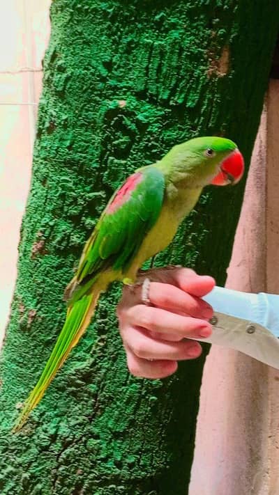 Raw parrot Male Handtam + Toking