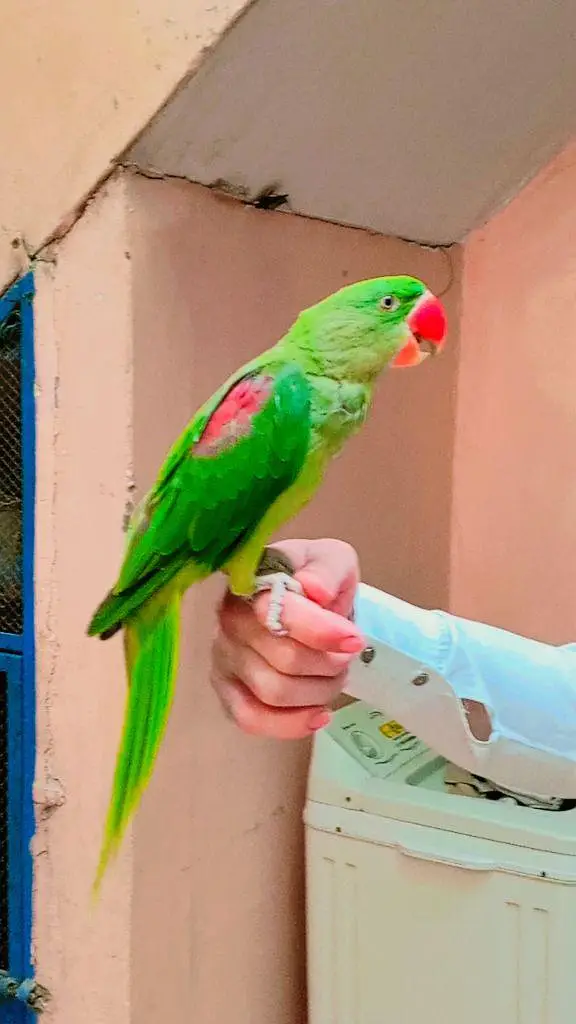 Raw parrot Male Handtam + Toking — photo 2