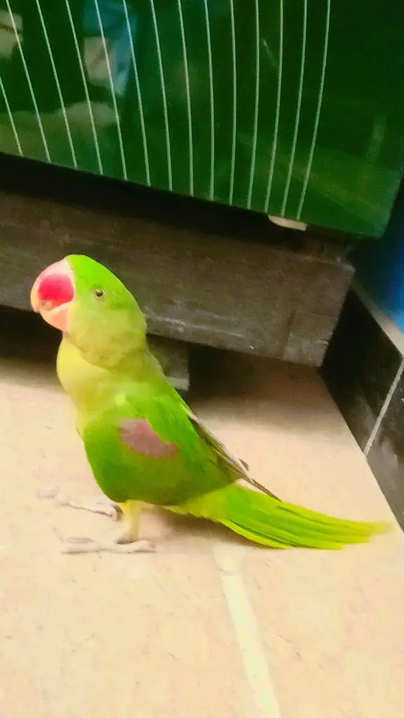 Raw parrot Male Handtam + Toking — photo 5