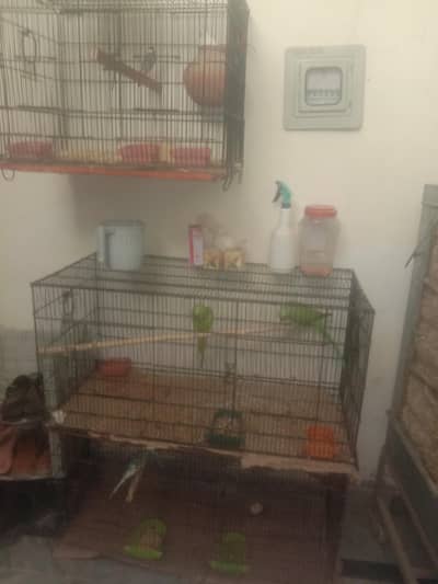 Ringneck pair / Java pair  Australian parrots and cages
