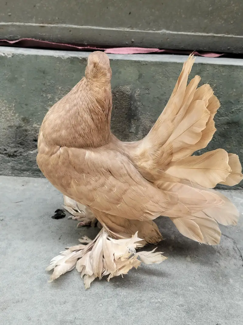 yellow American chick — photo 3
