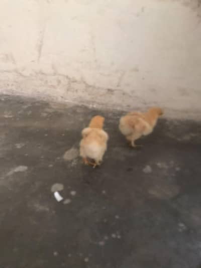 aseel Desi and golden buff