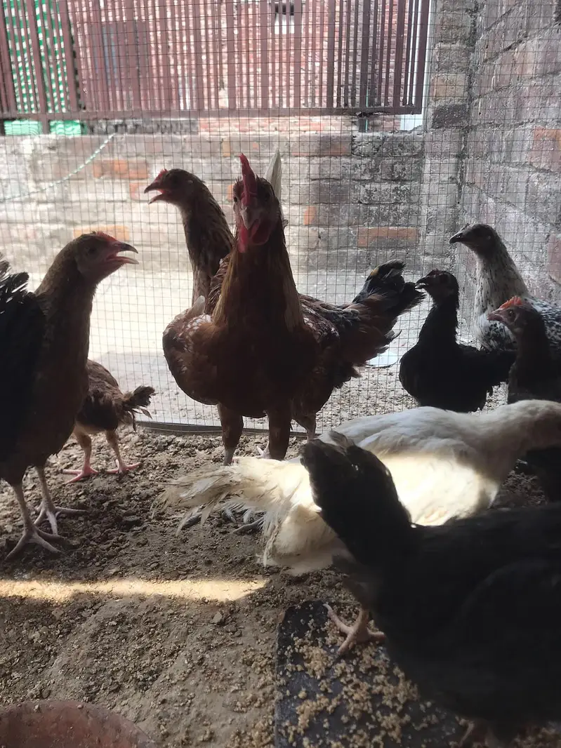 aseel Desi and golden buff — photo 2