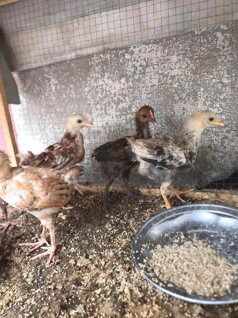 aseel Desi and golden buff — photo 10