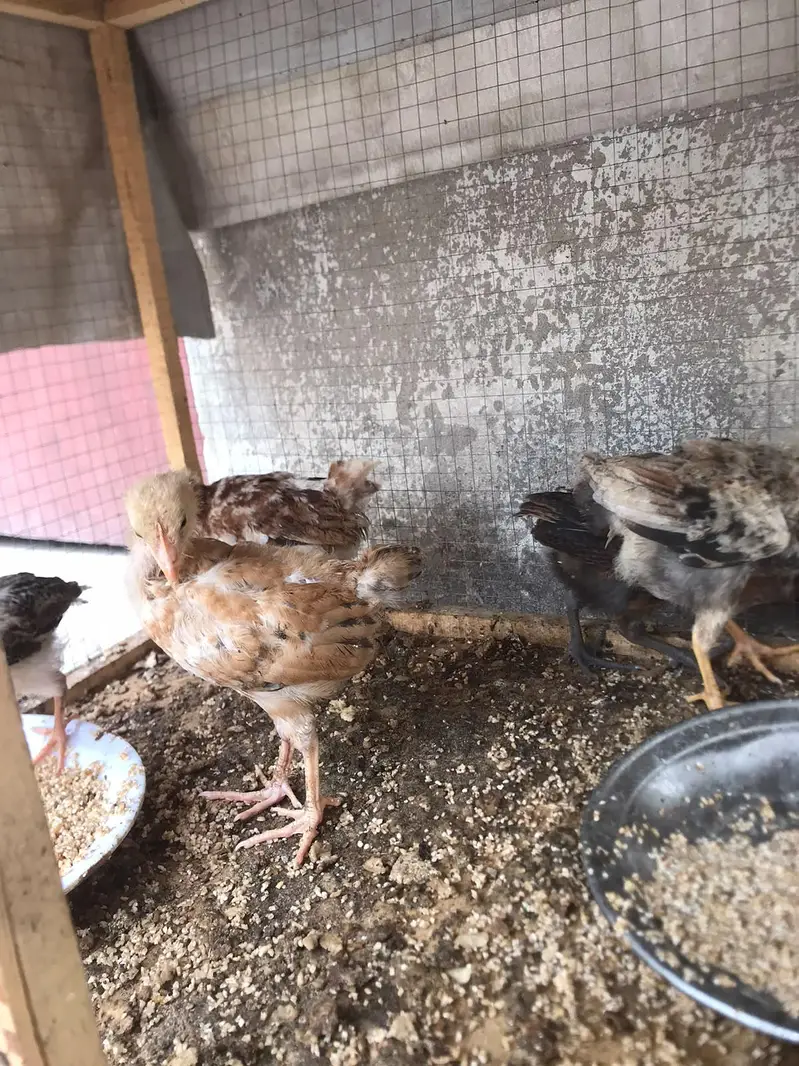 aseel Desi and golden buff — photo 11