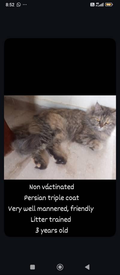 Persian cat