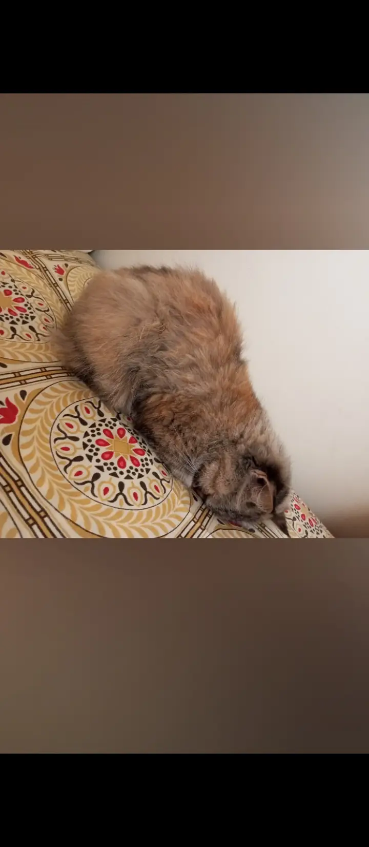 Persian cat — photo 2
