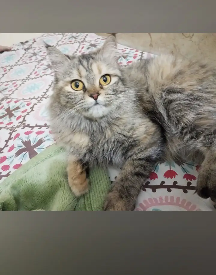 Persian cat — photo 3