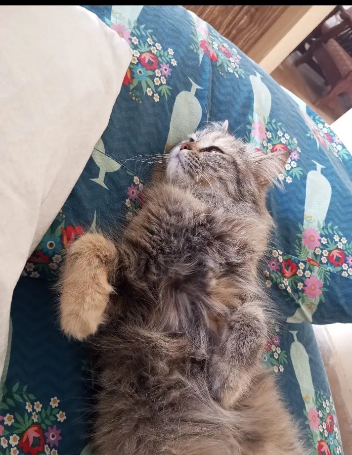 Persian cat — photo 4