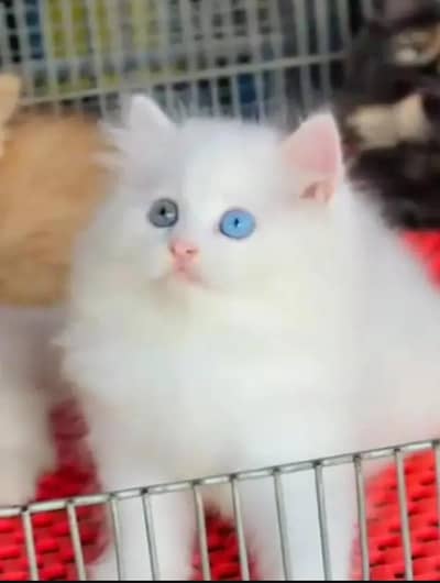 (Persian female kitten) (for sale all) (Pakistan delivery available)