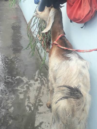 Female goat kamori