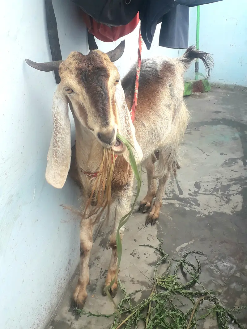 Female goat kamori — photo 2
