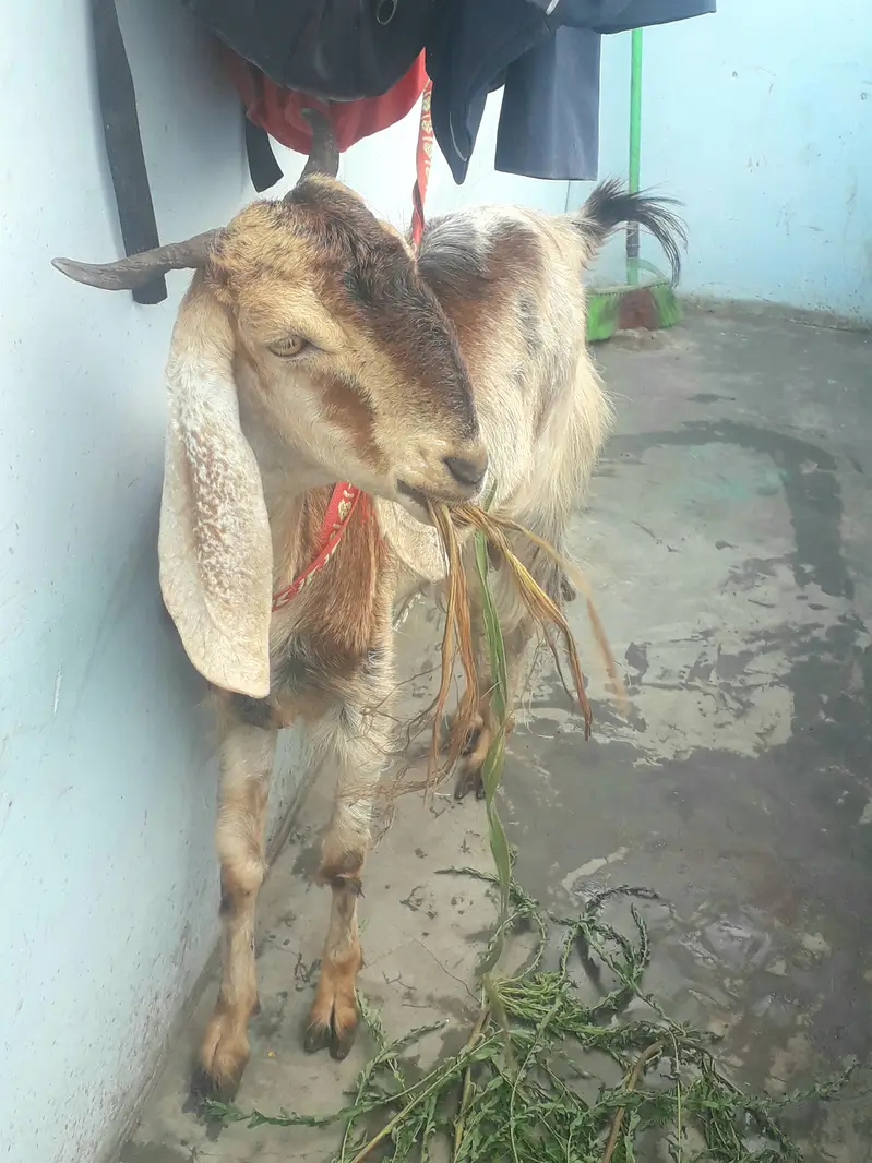 Female goat kamori — photo 3