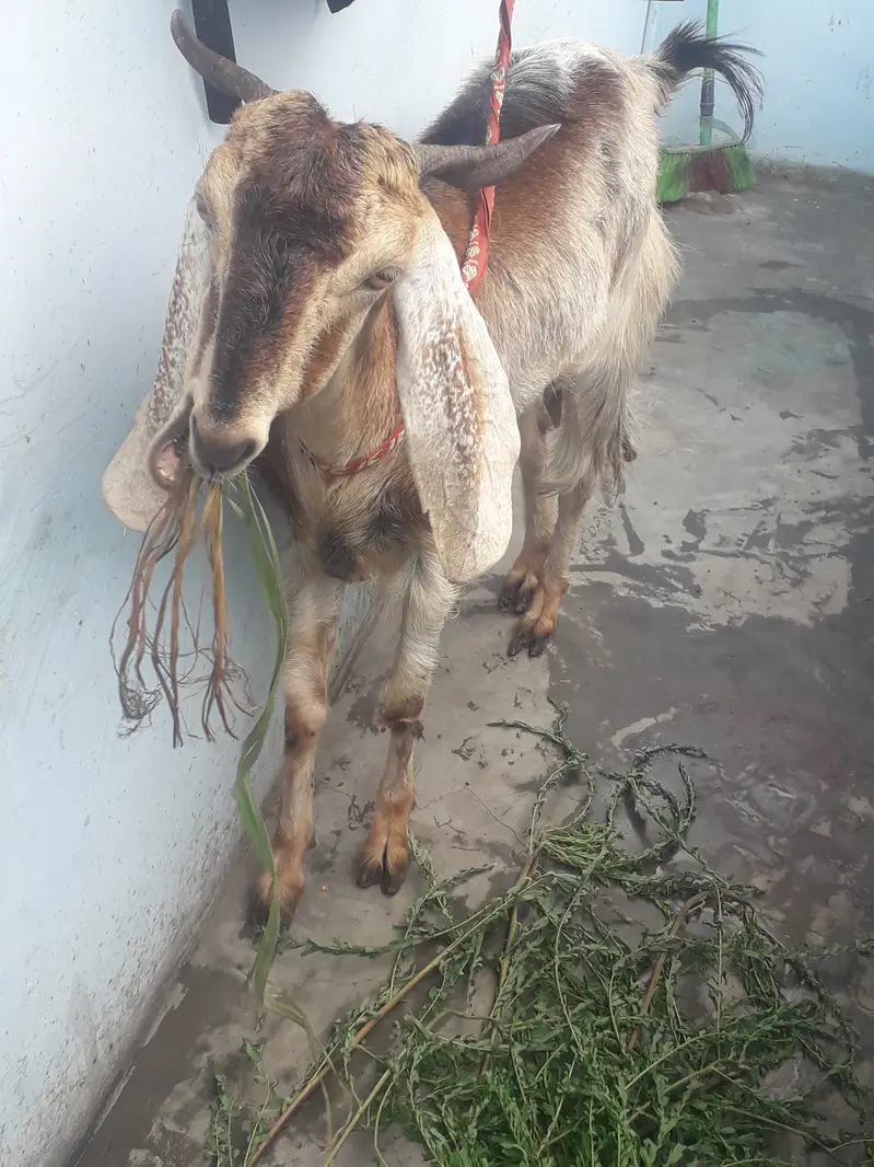 Female goat kamori — photo 4