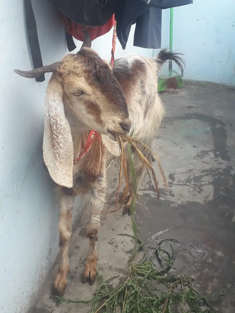 Female goat kamori — photo 5