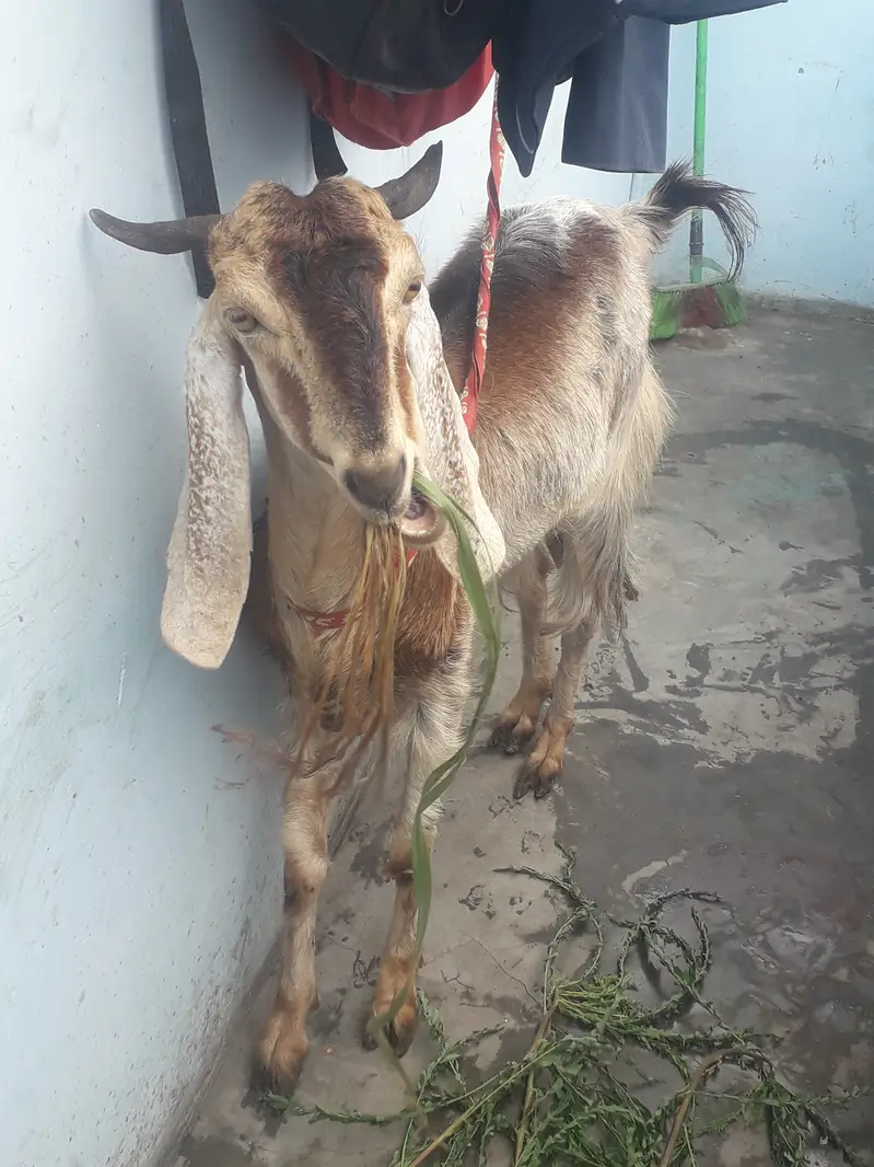 Female goat kamori — photo 6