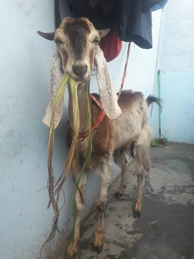 Female goat kamori — photo 7