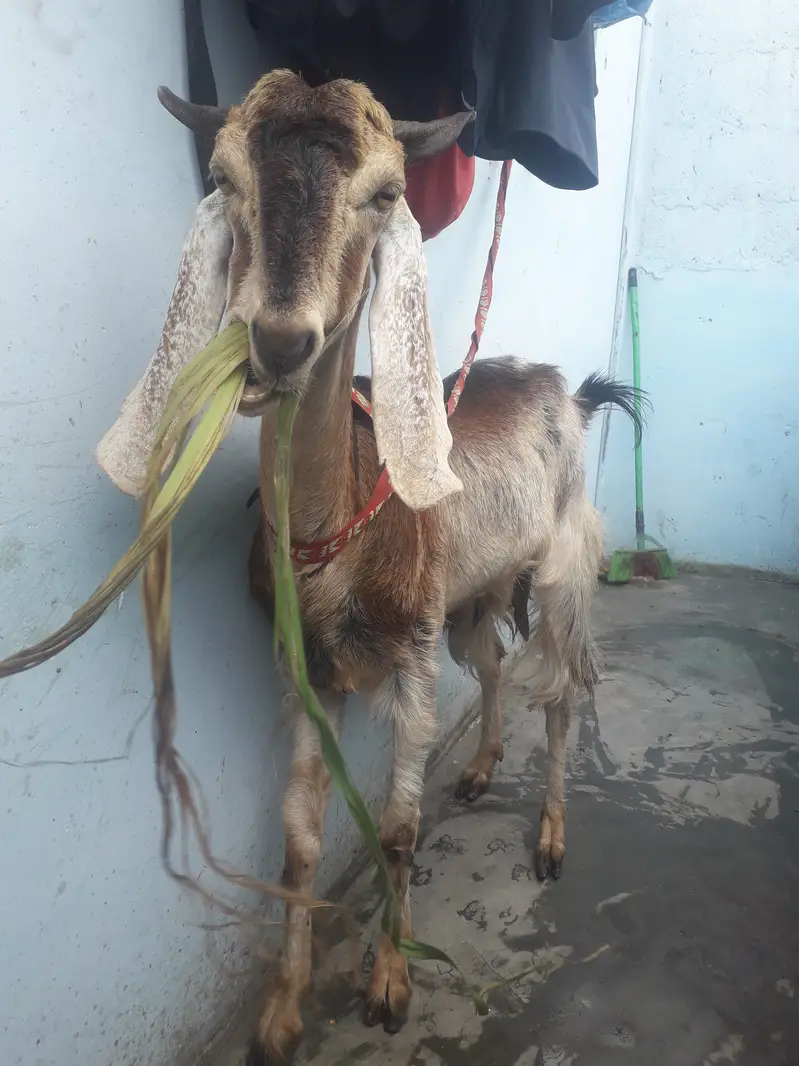 Female goat kamori — photo 8