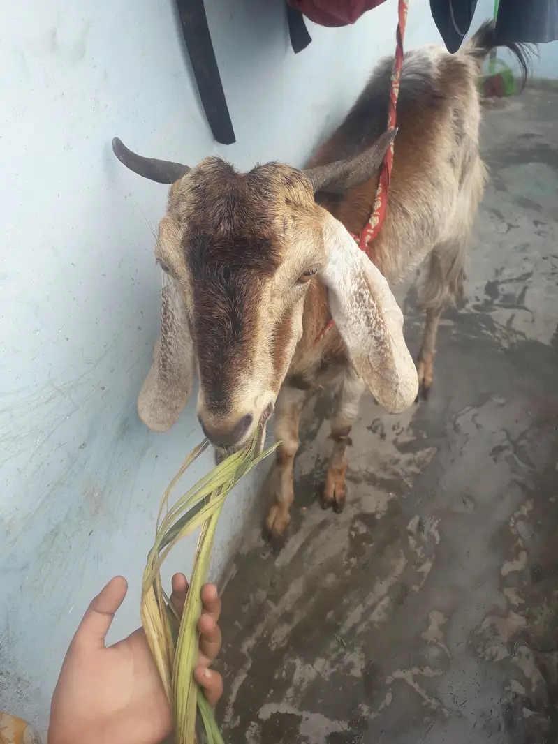Female goat kamori — photo 9