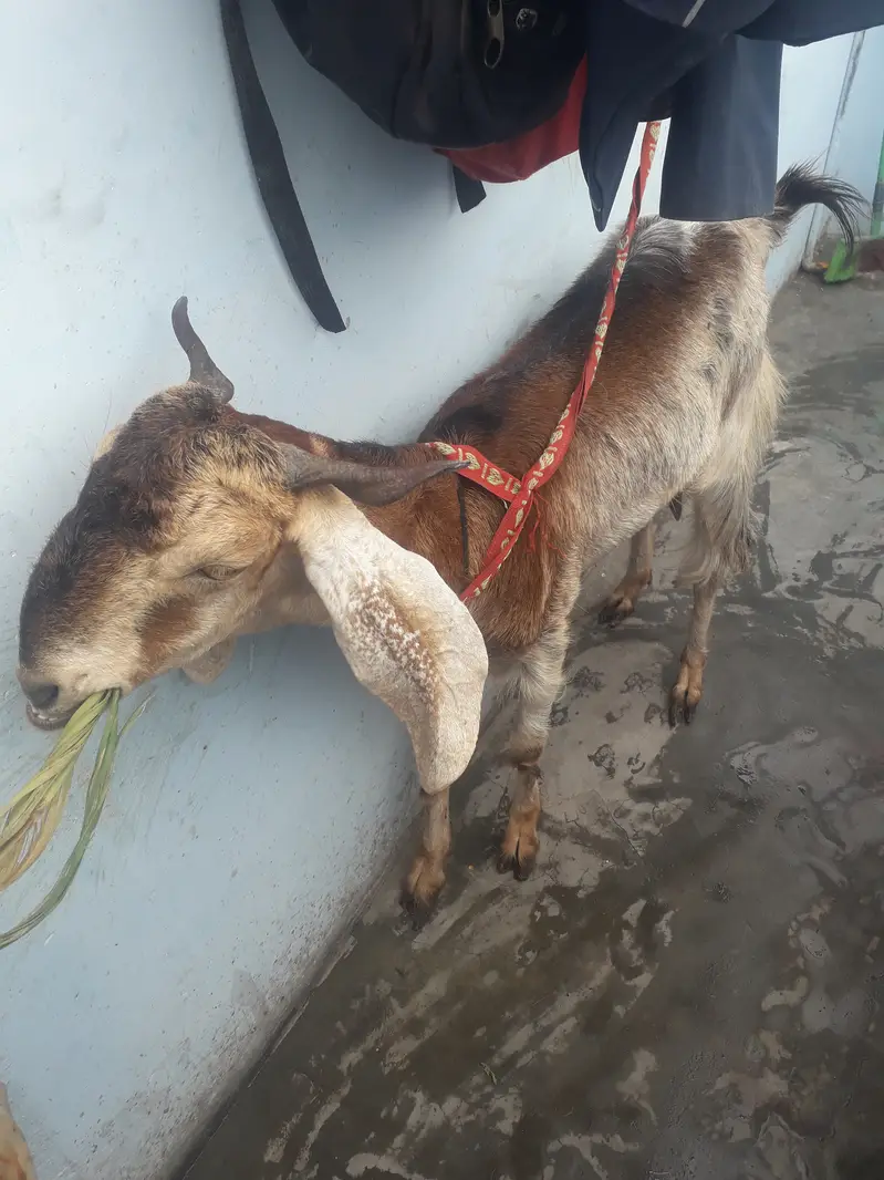 Female goat kamori — photo 10