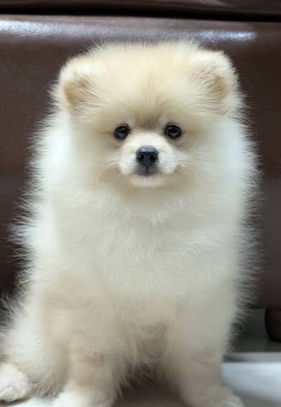 Imported  pomranian imported pups