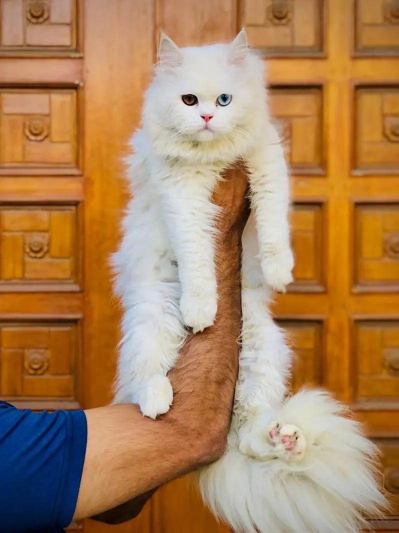 Persian triple coated cats for sale cash on delivery available hy — photo 6