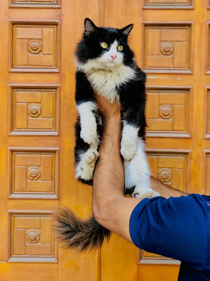 Persian triple coated cats for sale cash on delivery available hy — photo 12