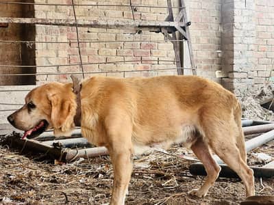 Labrador