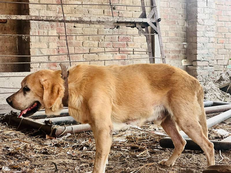 Labrador 0