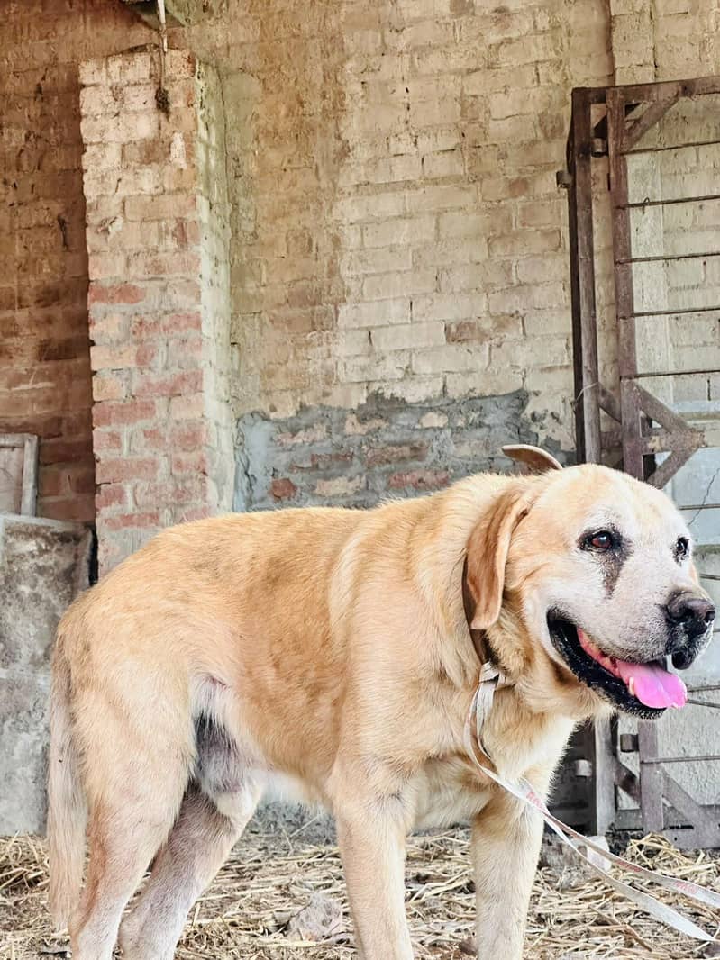 Labrador 1