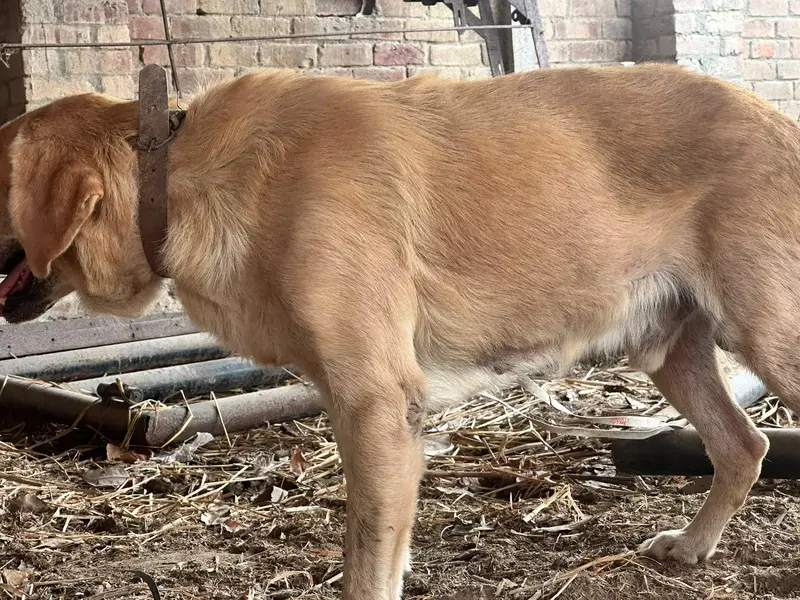 Labrador — photo 3