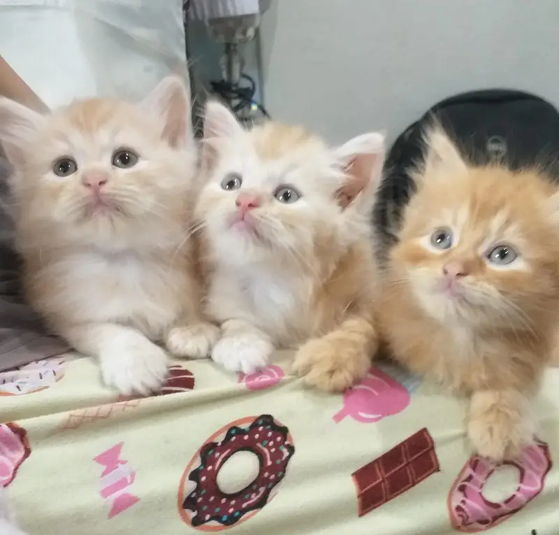 1 male 2 female — photo 2