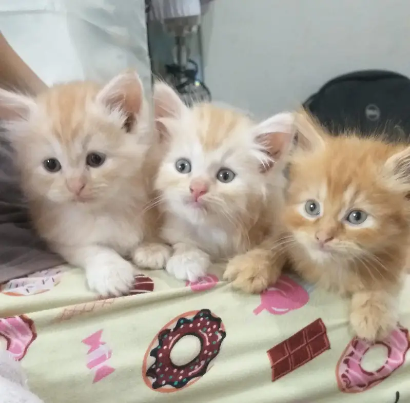 1 male 2 female — photo 3