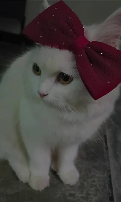 Persian Kitten