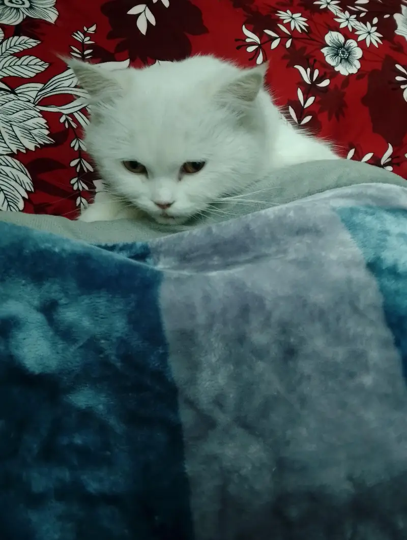 Persian Kitten — photo 2