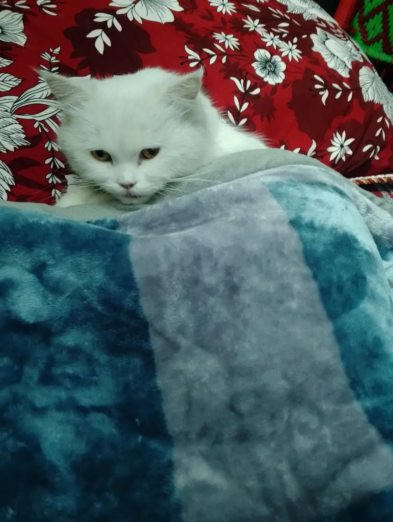 Persian Kitten — photo 3