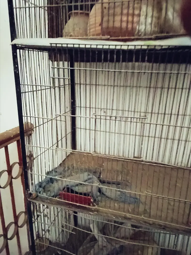 Cage. — photo 3