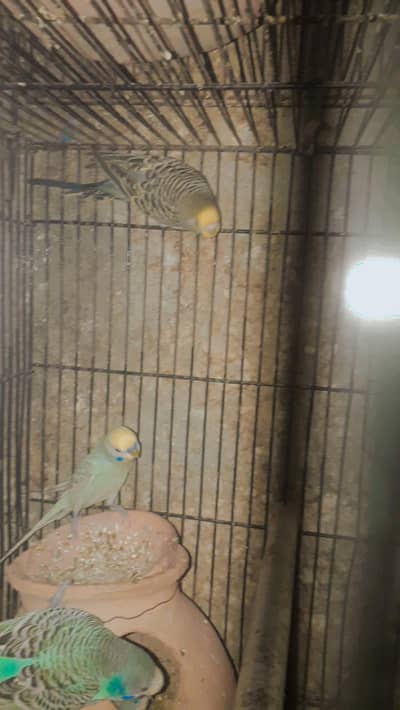 sell cage 4 parts and parrots withbox