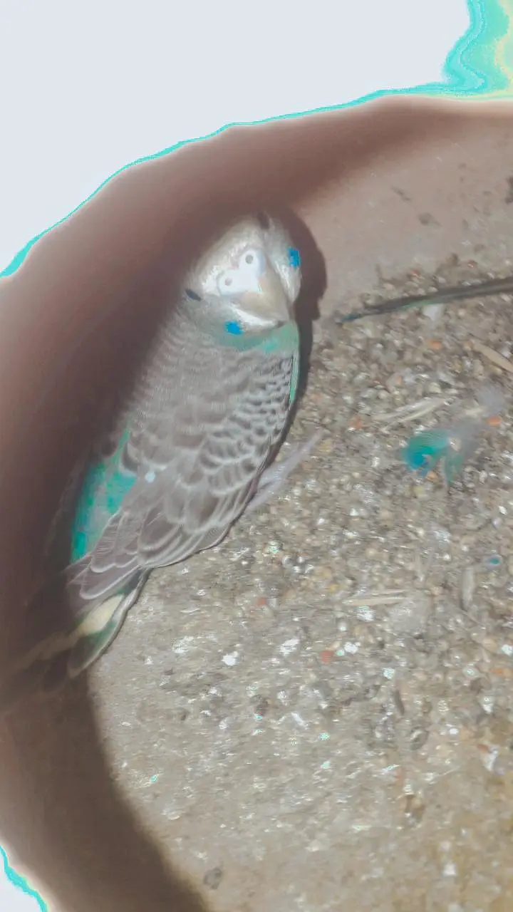 sell cage 4 parts and parrots withbox — photo 2