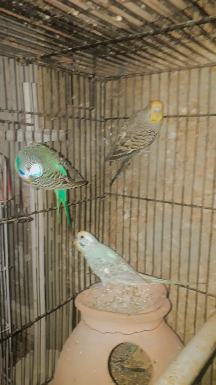sell cage 4 parts and parrots withbox — photo 3