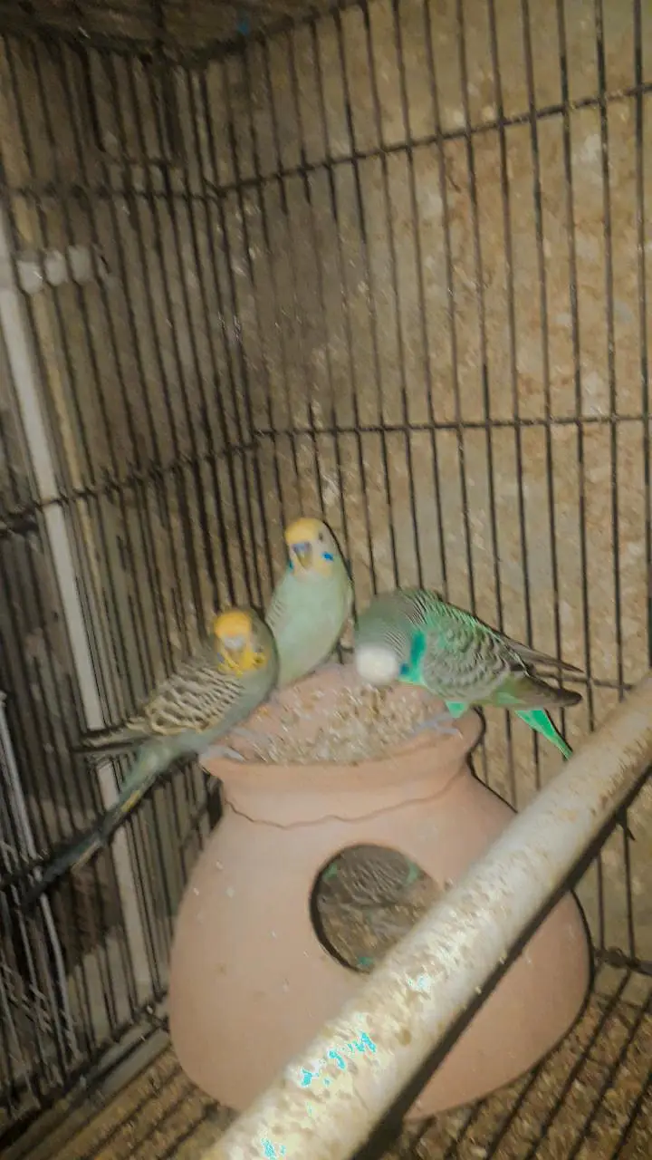 sell cage 4 parts and parrots withbox — photo 4