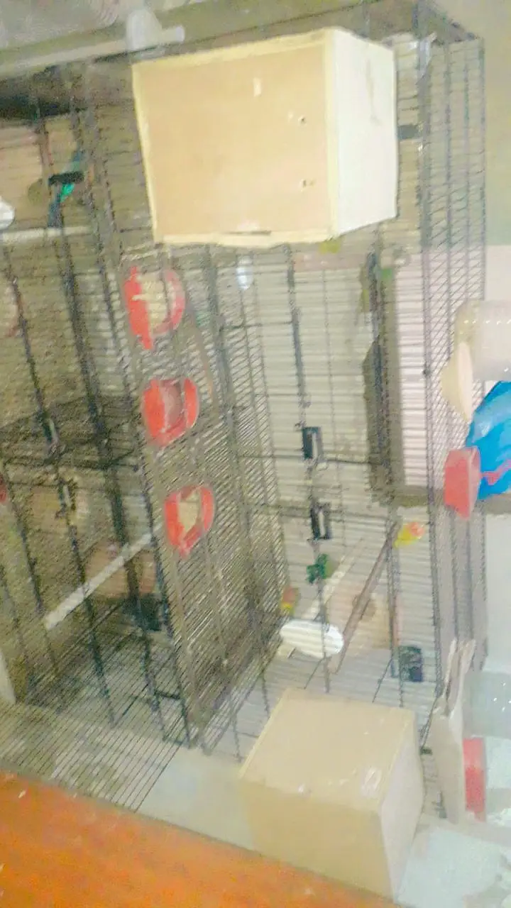 sell cage 4 parts and parrots withbox — photo 5