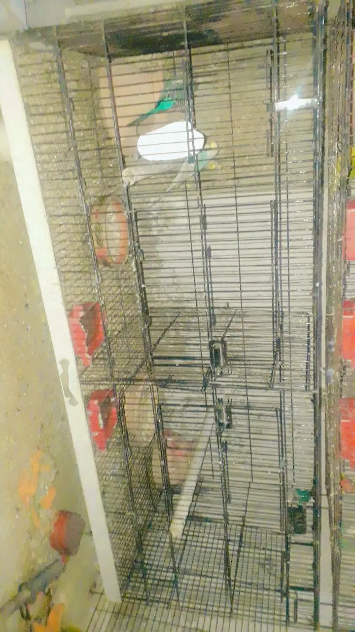 sell cage 4 parts and parrots withbox — photo 6