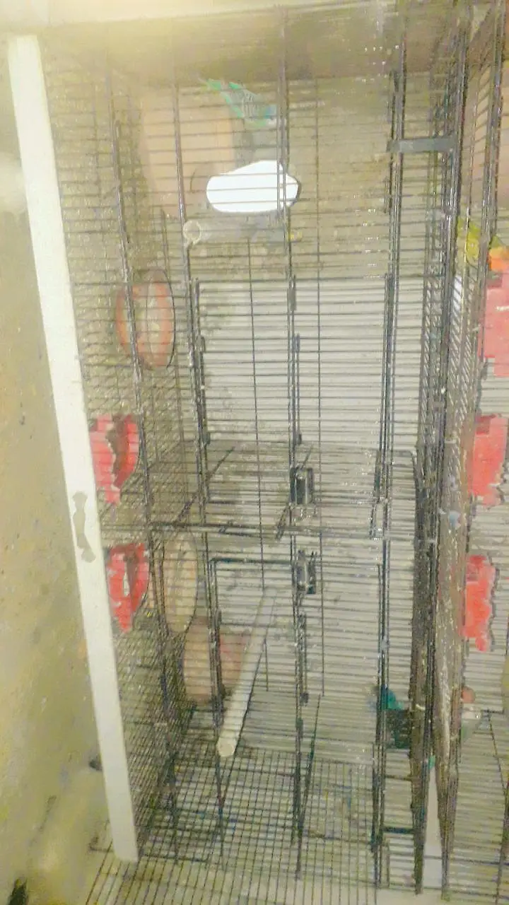 sell cage 4 parts and parrots withbox — photo 7