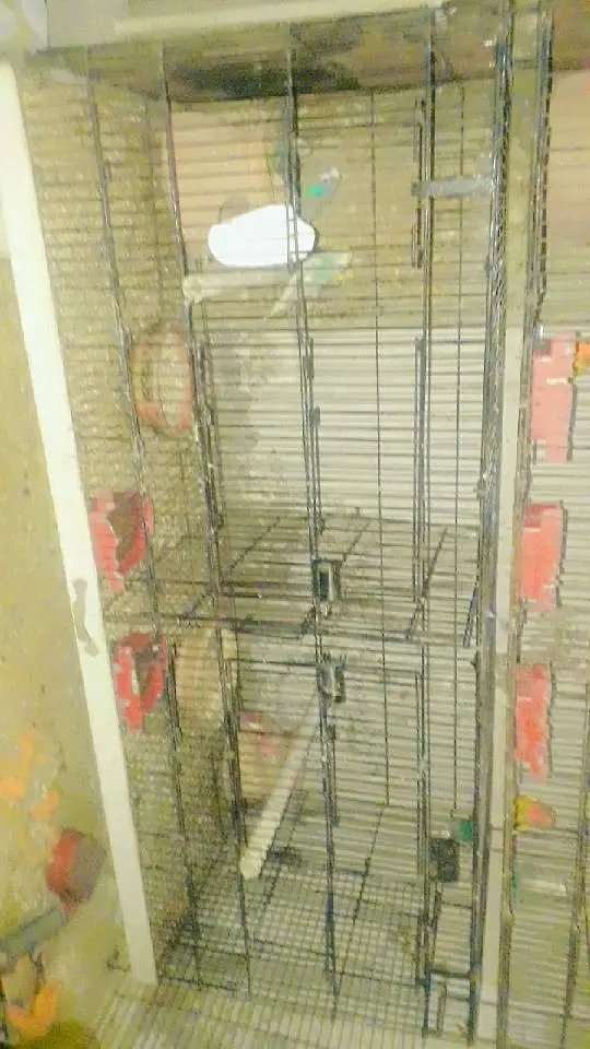 sell cage 4 parts and parrots withbox — photo 8