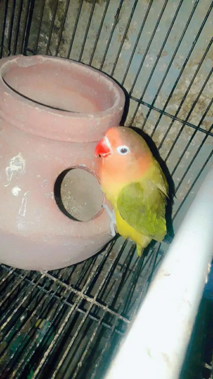 sell cage 4 parts and parrots withbox — photo 9
