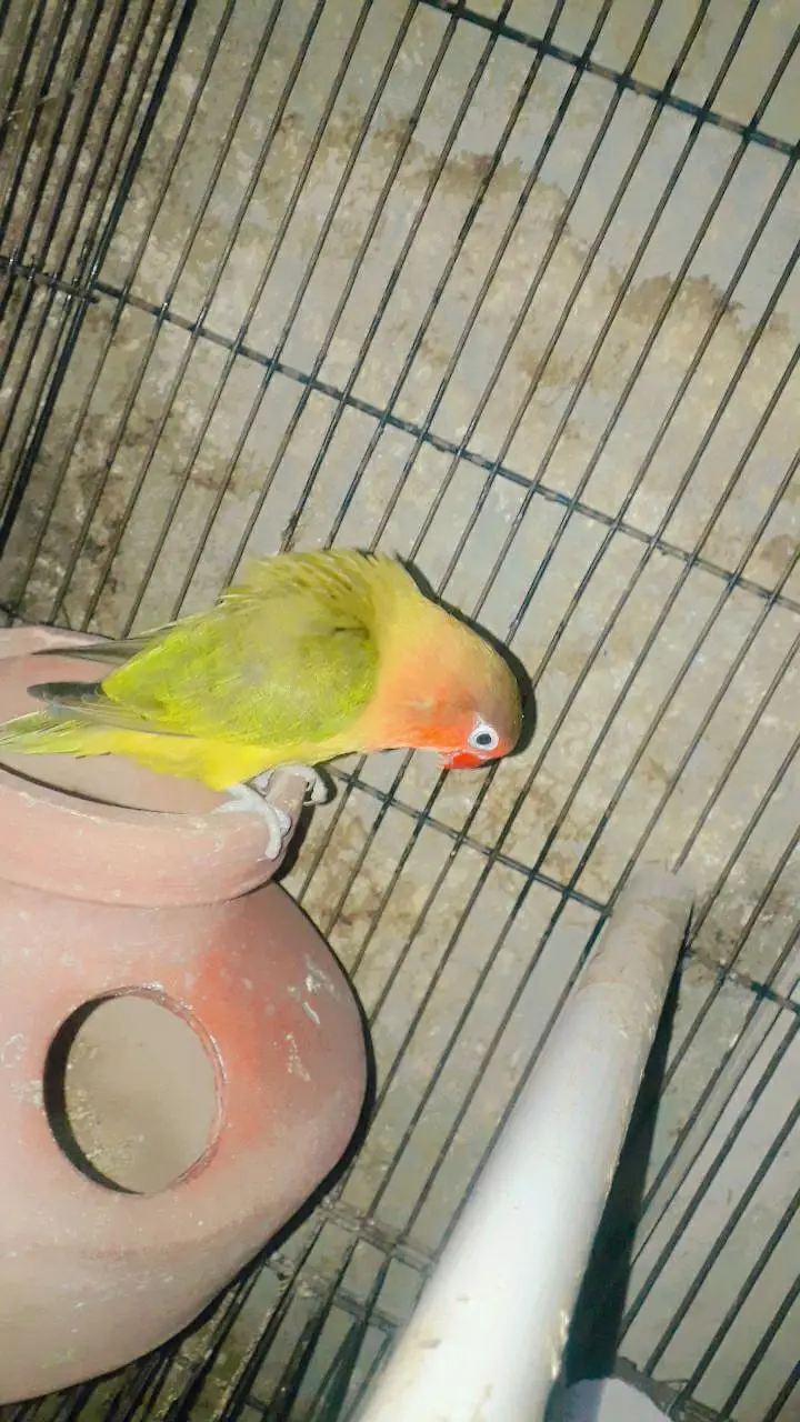 sell cage 4 parts and parrots withbox — photo 10